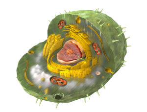 Scientifically correct 3d illustration of the internal structure of a human cell, cut-away