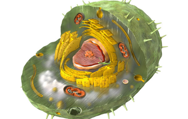 Scientifically correct 3d illustration of the internal structure of a human cell, cut-away